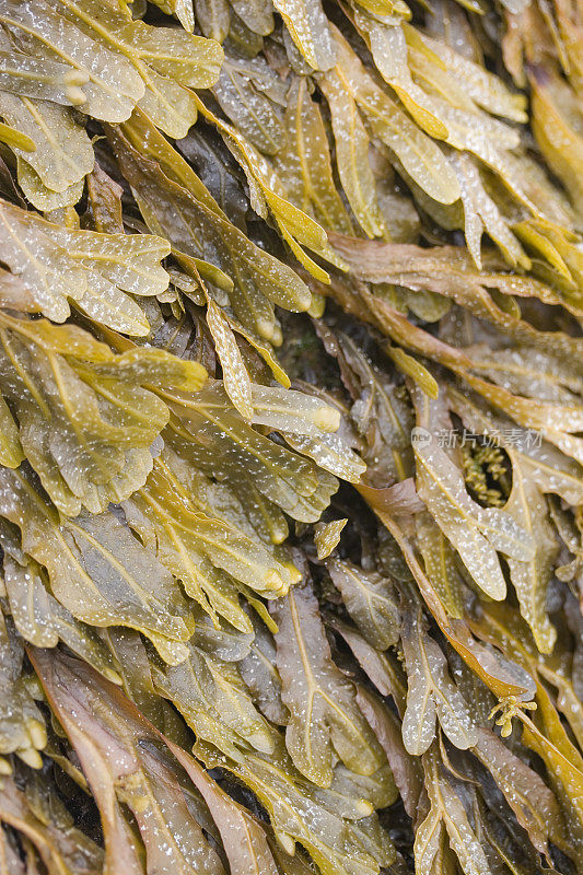 膀胱裂藻(Fucus vesiculossus L.)